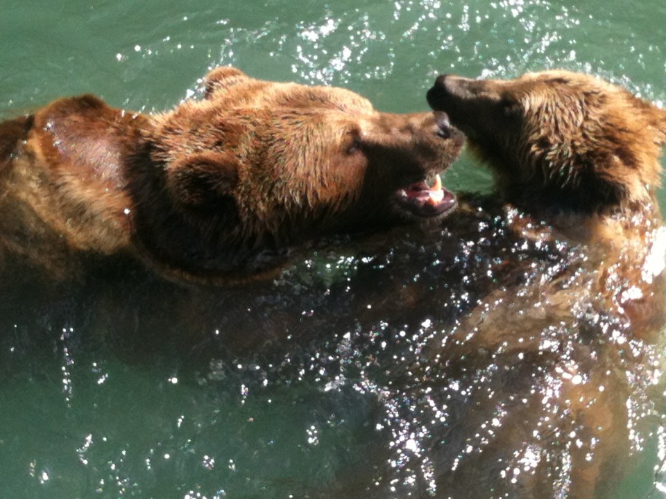 Bears in the Bear Pit - Bärengraben