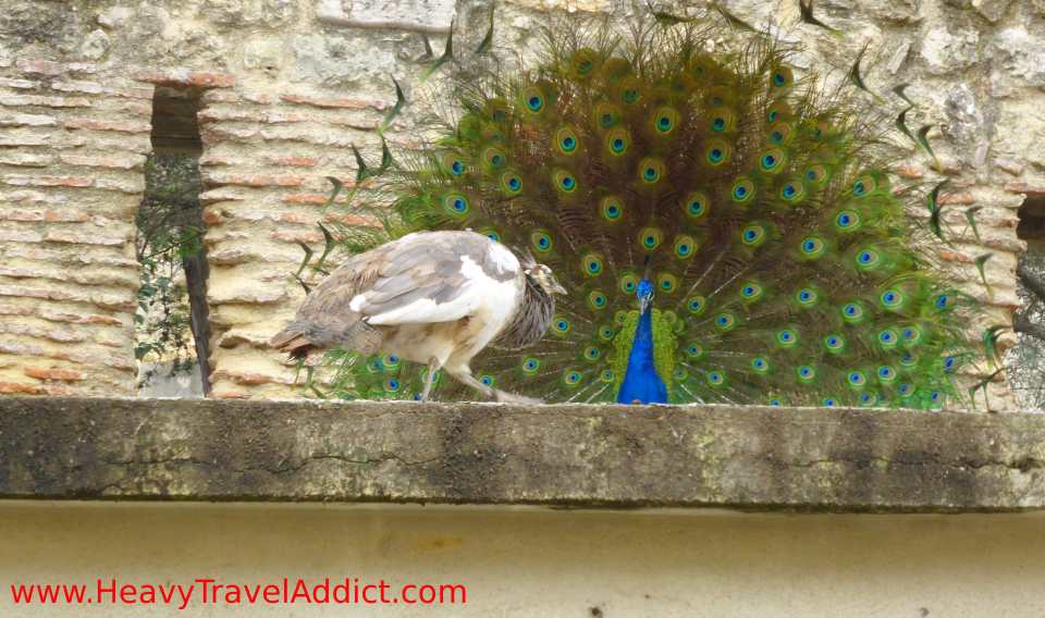 Male peacock trying to impress female