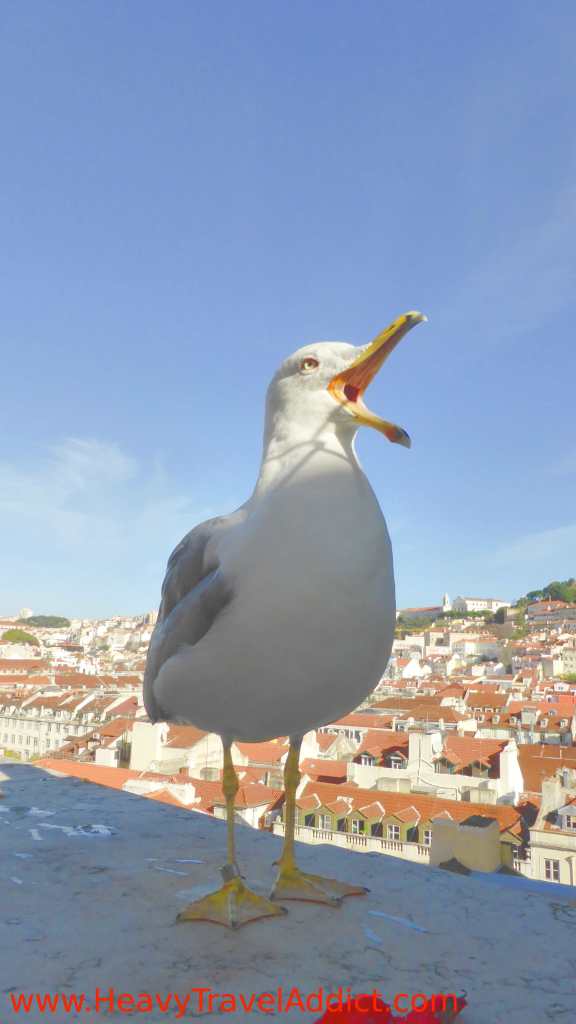 Portuguese Seagull