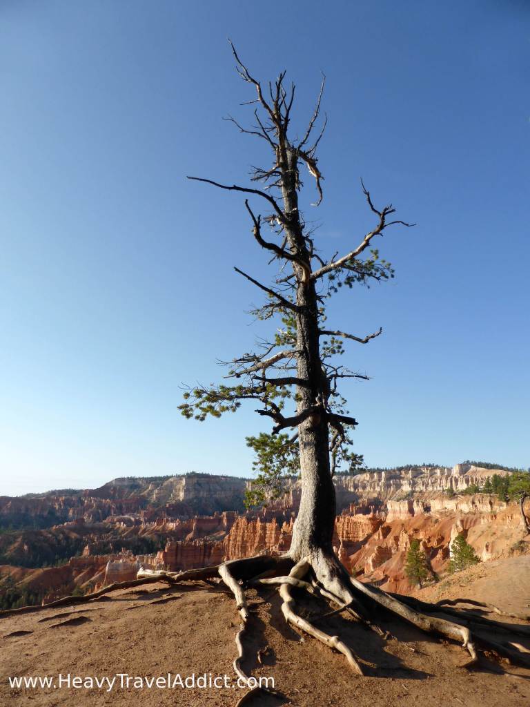 How old is this tree